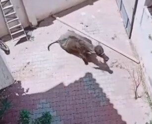 الحق العجل فك ! ..”عجل” يُطارد ثلاثة رجال حاولوا ذبحه