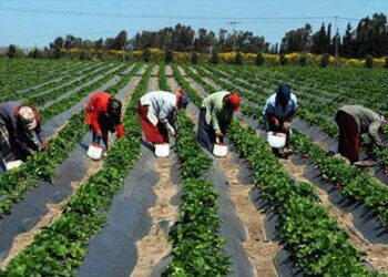 خافوا على بلدكوا بقا.. نقيب الزراعيين : خسرنا 1.2 فدان من أجود الأراضي الزراعية التي لا تُعوض