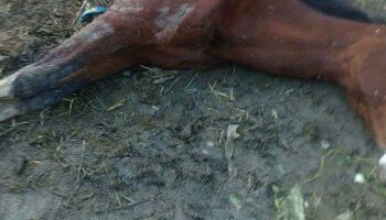 مفيش إنسانية…”صاحب عربة كارو” و”عاطل” يضرب “حصان” حتى الموت