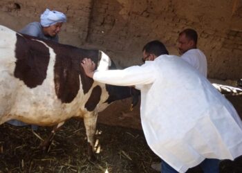 حافظ أبوسعدة في اليوم العالمي: مصر تحارب الإرهاب بـ”الديمقراطية” (التفاصيل)