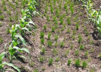 الحكومة للمزارعين