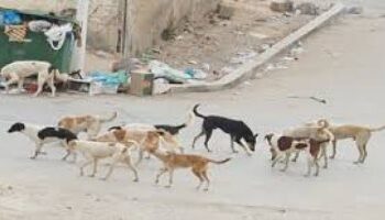 مصرع طفل نهشه كلب ضال وإصابة والدته في الإسكندرية