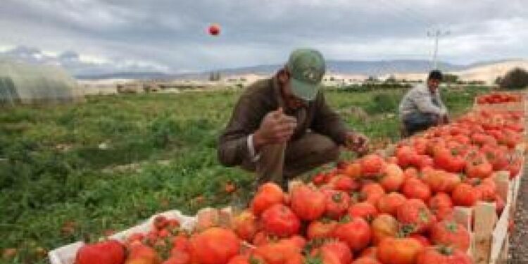 كارثة تصيب الزراعة في الأردن.. تعرف على التفاصيل